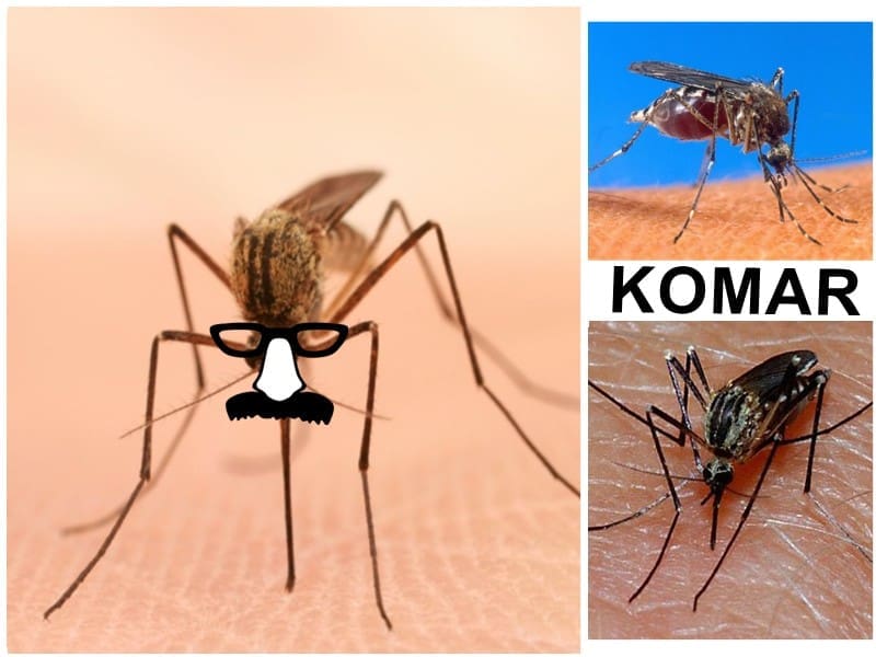 Komary. Jak z nimi walczyć?