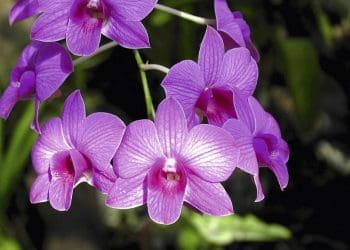 Dendrobium