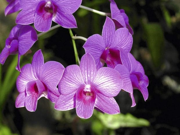 Dendrobium