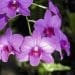 Dendrobium
