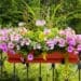 pelargonie pachnące
